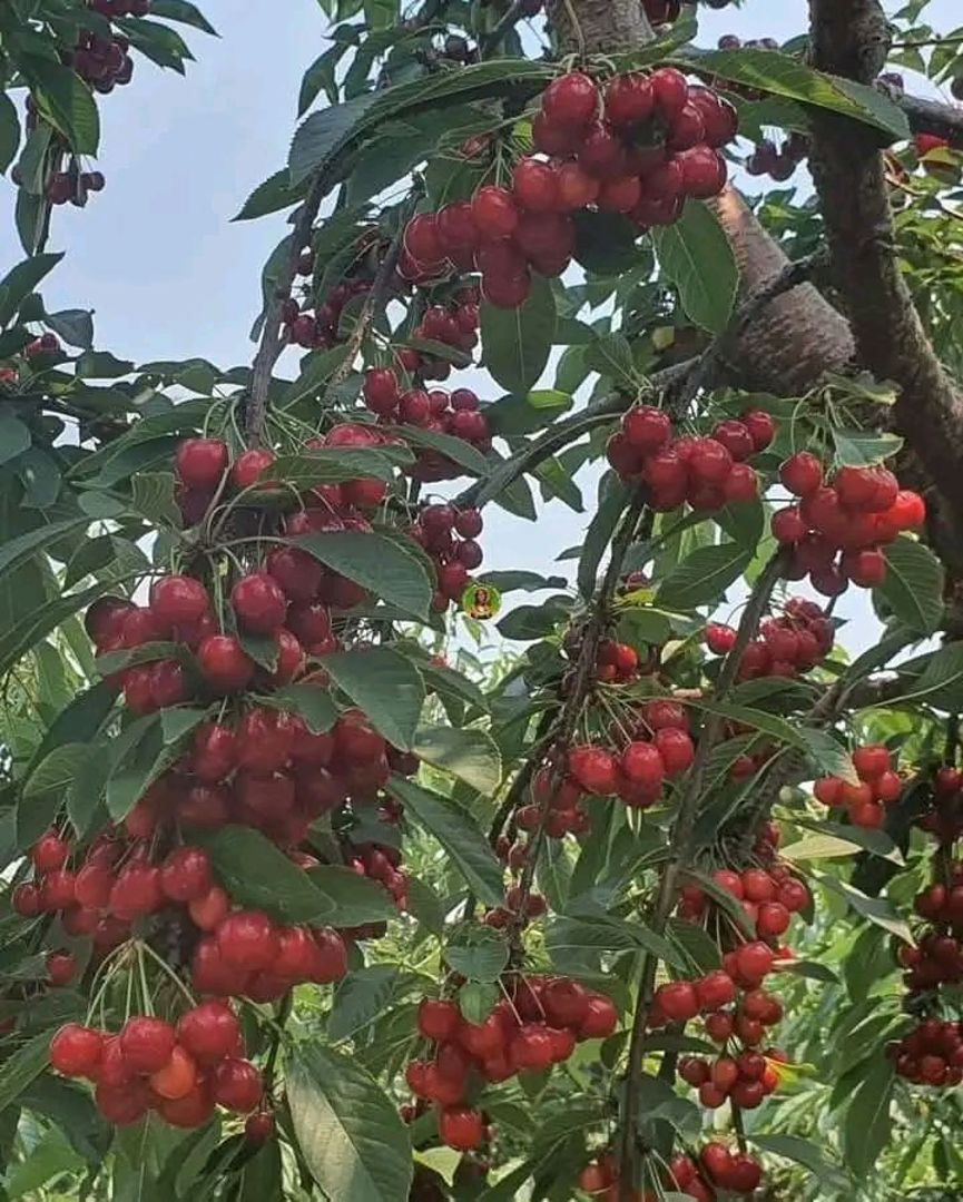 https://api.keyfinder.net/Uploads/LowResolutionPhotos/5b80f294-db23-4676-9bb1-83123aba1695_638883816426298180.jpg